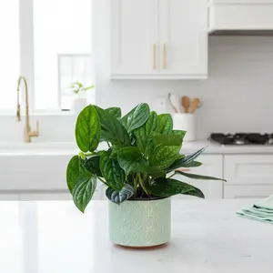 Monstera 'Peru'