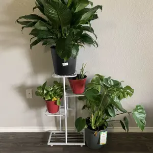 review image 5