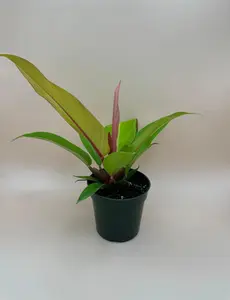 Philodendron Prince of Orange | 6 Inch Pot | House Plant | Live Plant | Decoration