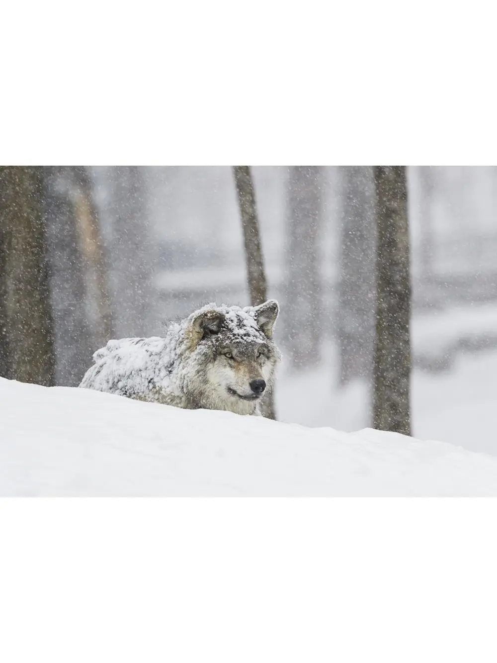 18x12 in Artistic Grey Wolf Canis Lupus Snow Storm Poster Print by Dominic Marcoux - Animal Art Home Decor Wall Decoration, Montebello Quebec Canada, Ideal Gift for Rooms