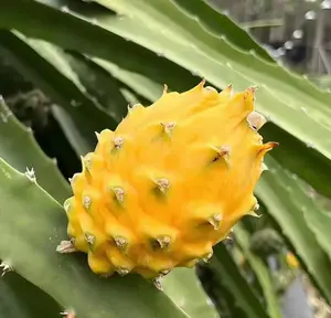 Yellow Dragon Fruit Seeds – Sweet Tropical Pitaya, Easy to Grow Exotic Fruit Plant for Indoor & Outdoor Garden