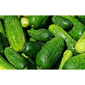 Heirloom Old Variety Pickling Cucumber