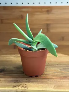 Propeller Plant (Crassula perfoliata var. falcata) 4 inch