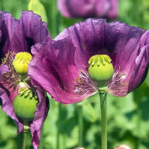 Poppies Exotic Strains of Poppy Seeds The Giant (500 Seeds) Papaver Somniferum