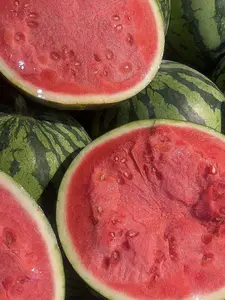 Watermelon Seeds 50 Non GMO Heirloom Seeds for Large Juicy Sweet Melons Easy to Grow in Warm Climates