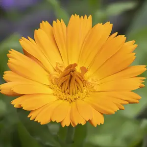 Calendula C/S