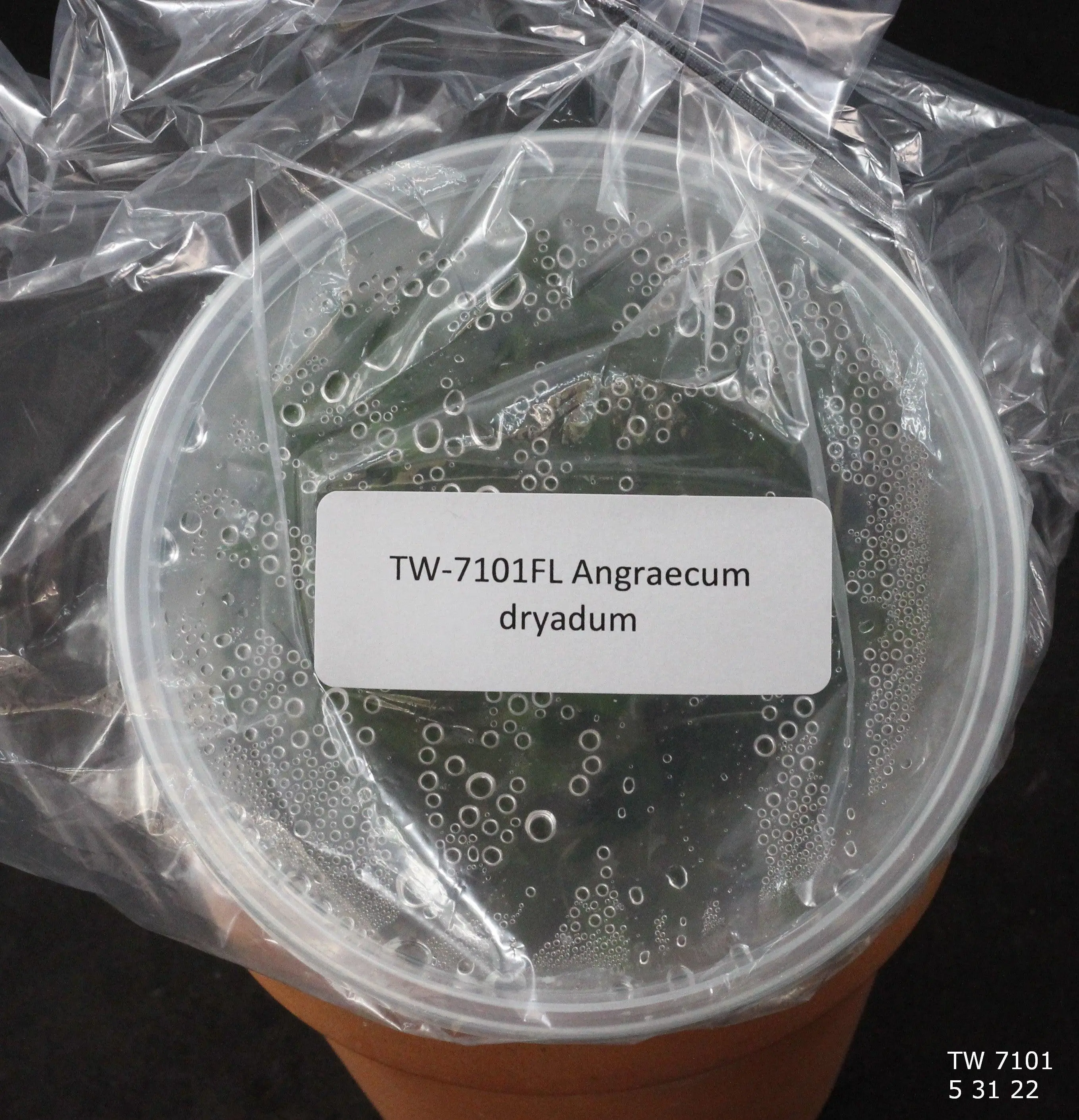 FLASK Angraecum dryadum