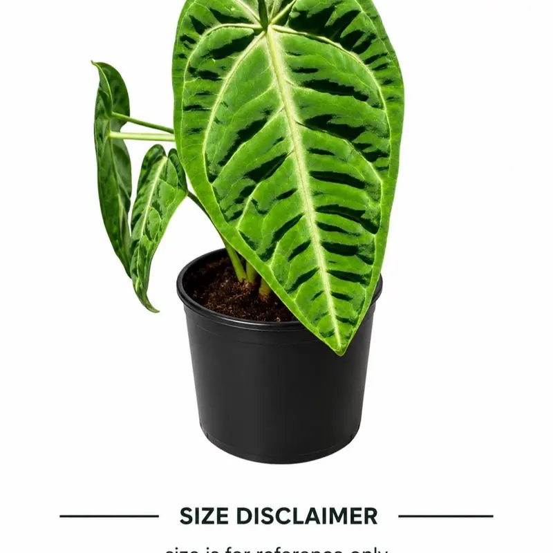 golden pothos care indoor Pothos 'Golden' main image 1