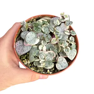 4" Variegated String of Hearts, Live Houseplant, Pet Friendly Indoor Plant
