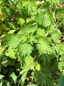 Motherwort Seeds (Leonurus cardiaca) 100 Seeds (0.1 grams) - Organic