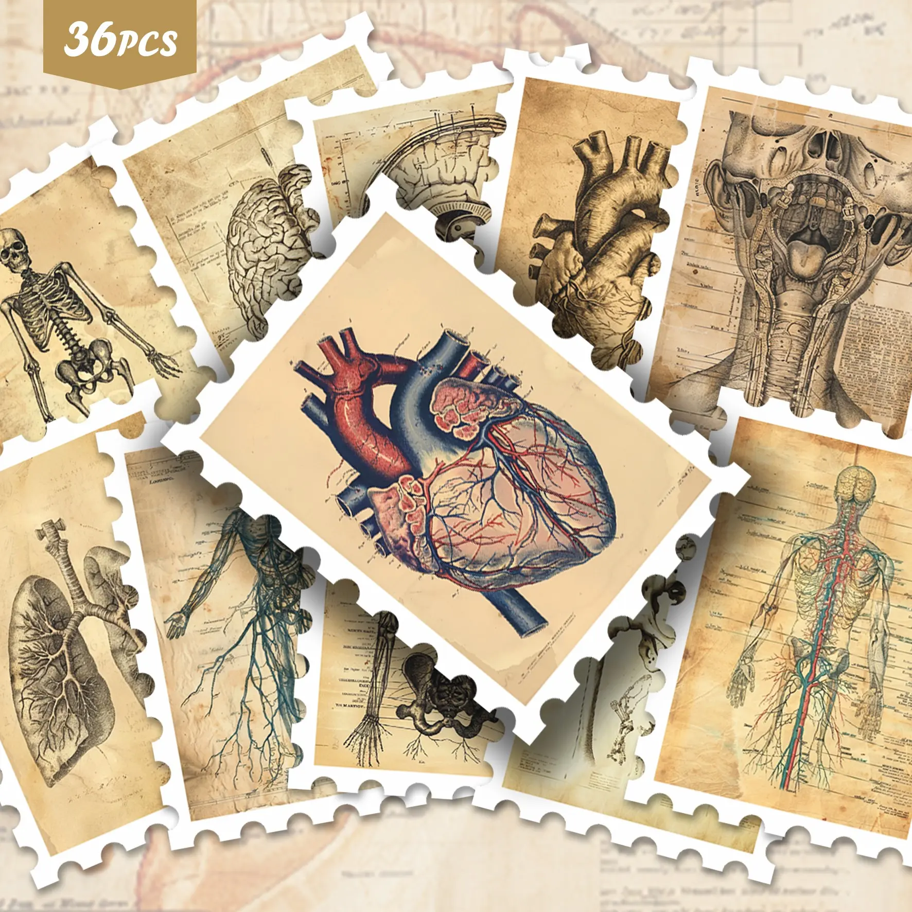 36pcs Vintage Human Anatomy Art Stickers Pack, Sticker Set | Detailed Vinyl Decals with Scientific Illustration Designs | for Laptop, Water Bottle & Gift | for Science Fans & Art Enthusiasts