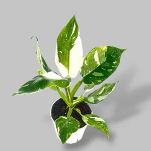 White Princess Philodendron 4” - Rare Variegated Easy Care House Plant - Not Pet Safe
