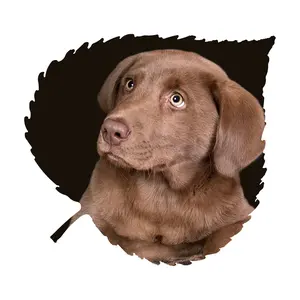 Chocolate Lab Aspen Leaf Wall Art