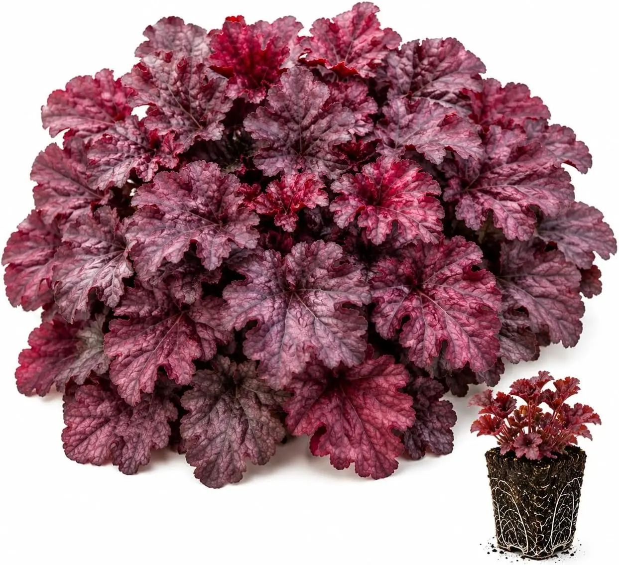 Cherry Truffles Heuchera Live Starter Plant – Rich Burgundy Red Coral Bells for Shade Gardens & Containers