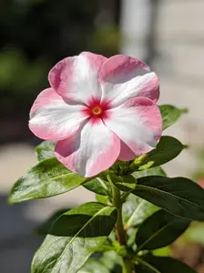 200 Periwinkle Flower Seeds – Vibrant Pink, White, and Purple Blooms for Pots, Borders, Walkways, and Easy Garden Growing (Seeds Only, Not Live Plants)