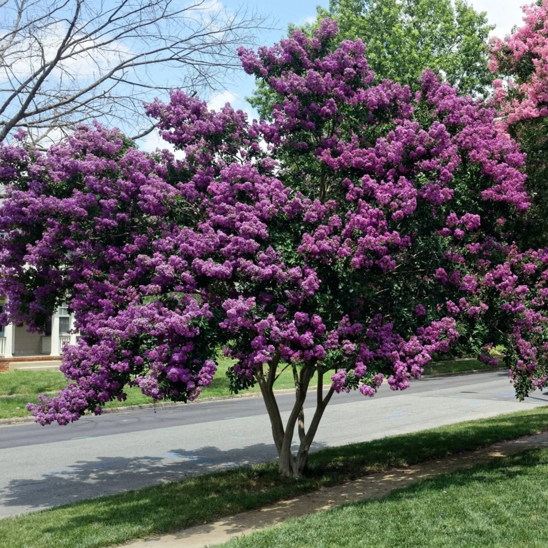 Catawba Crape Myrtle Tree
