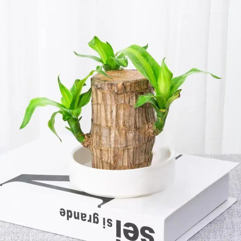 Brazilian wood hydroponic plants are easy to grow for lazy people. Lucky wood hydroponic plants are desktop green plants and indoor potted plants.