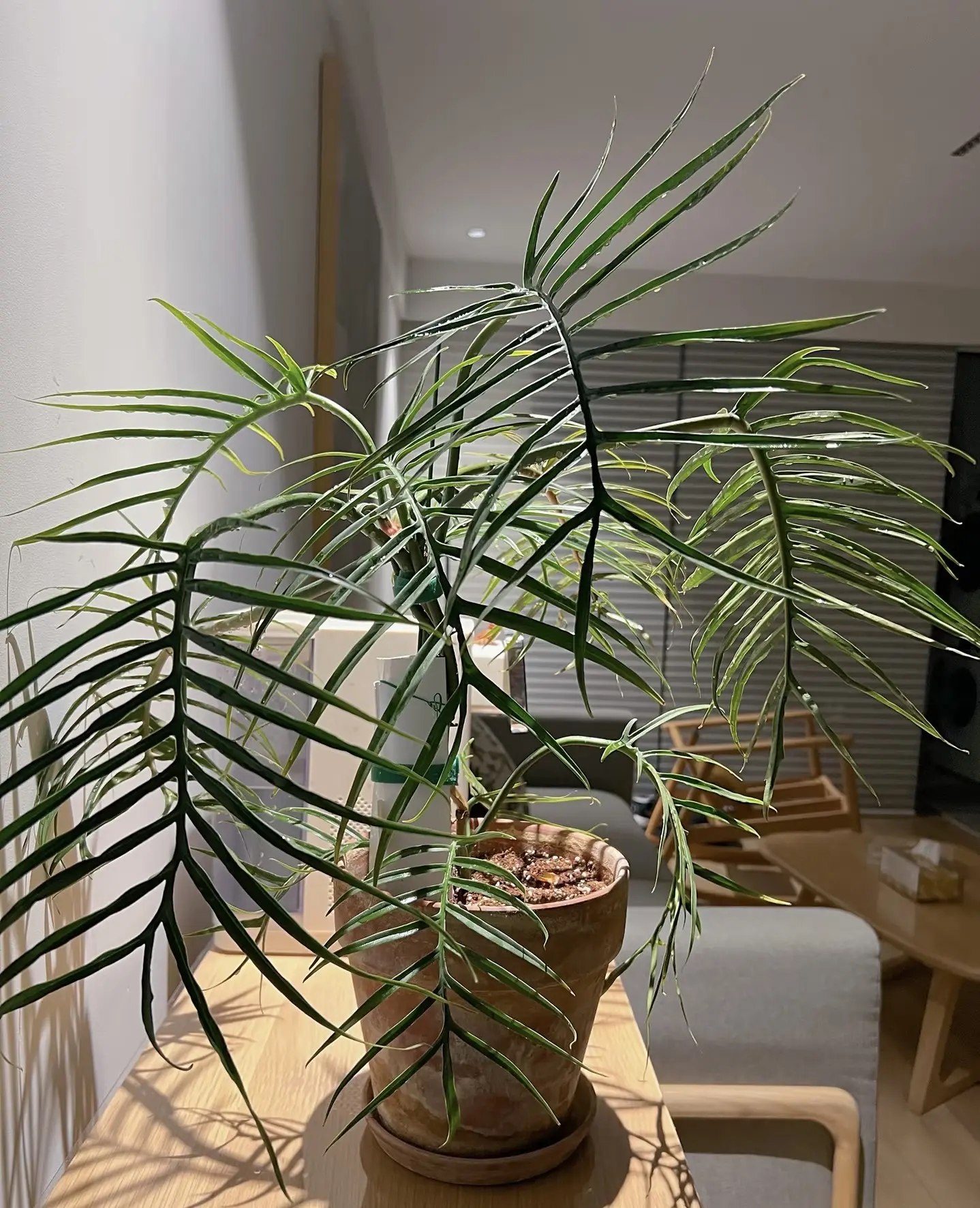 Philodendron Tortum Variegated | Variegated Fishbone Philodendron | Rare Collector Plant | Live Plant | 2” Pot