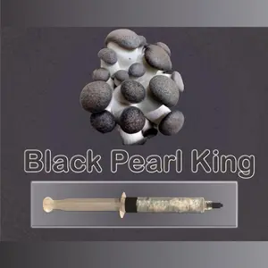 Black Peal King Oyster Mushroom Liquid Culture