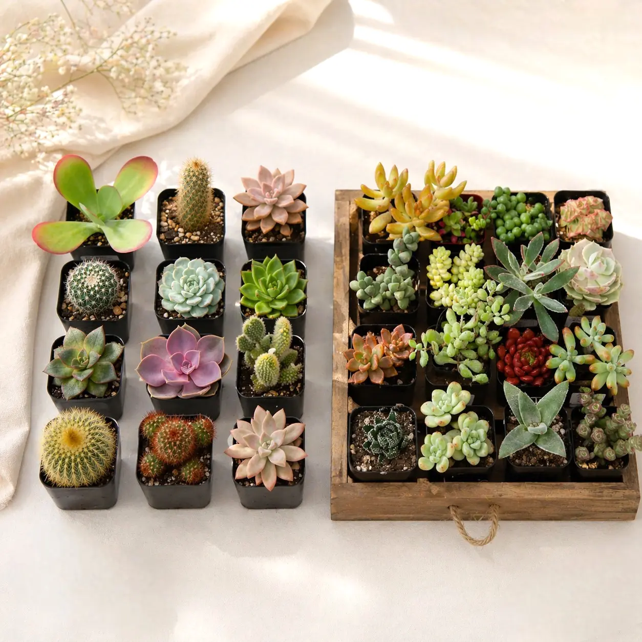 32 Pack Assorted Succulents Plants - 2" Live Succulents for Indoor Outdoor,Rooted House Plants, green Gift for Office Home Garden Decor, beginner friendly indoor plant