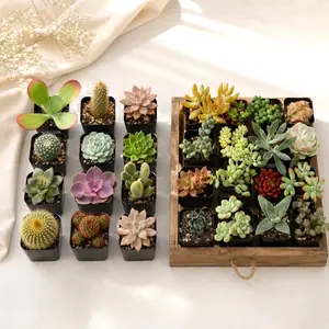 32 Pack Assorted Succulents Plants - 2" Live Succulents for Indoor Outdoor,Rooted House Plants,Gift for Party Wedding Office Home Garden Decor
