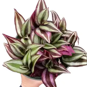 Purple Wandering Jew Live Plant - Variegated Wandering Jew Plant - for Indoor Trailing Tradescantia Plant - Live Plant in 4'' pot