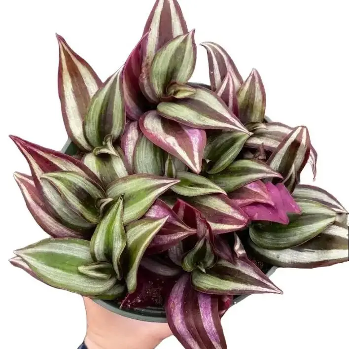 Purple Wandering Jew Live Plant - Variegated Wandering Jew Plant - for Indoor Trailing Tradescantia Plant - Live Plant in 4'' pot