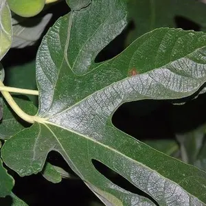 Fig Leaf Dried Natural