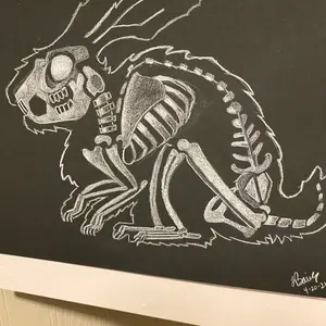 Rabbit White Charcoal Drawing 9 x 12 inches Artwork Skeletal Design