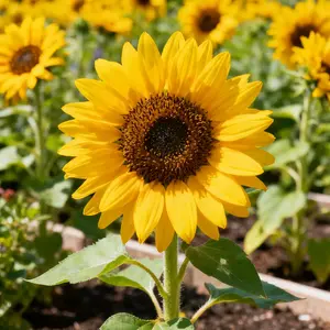 50Pcs Sunflower Seeds – Ornamental & Edible Flower Seeds for Garden Planting, Bright Yellow Blooms (Seeds Only, Not Live Plants)