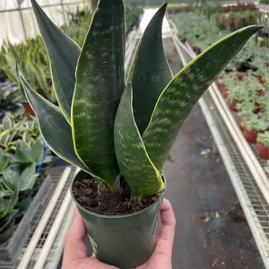 Snake Plant Fabi -  Rare Indoor Plant, Air Purifying & Neglect Tolerant, Beginner Friendly, Bright Light, Low Light