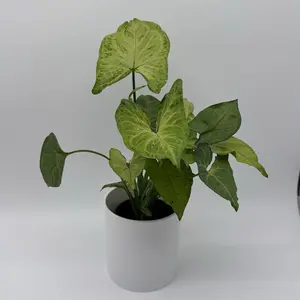 Syngonium Pink Vein 4” Pot – Pink & Green Arrowhead Plant | Easy Care Indoor Houseplant