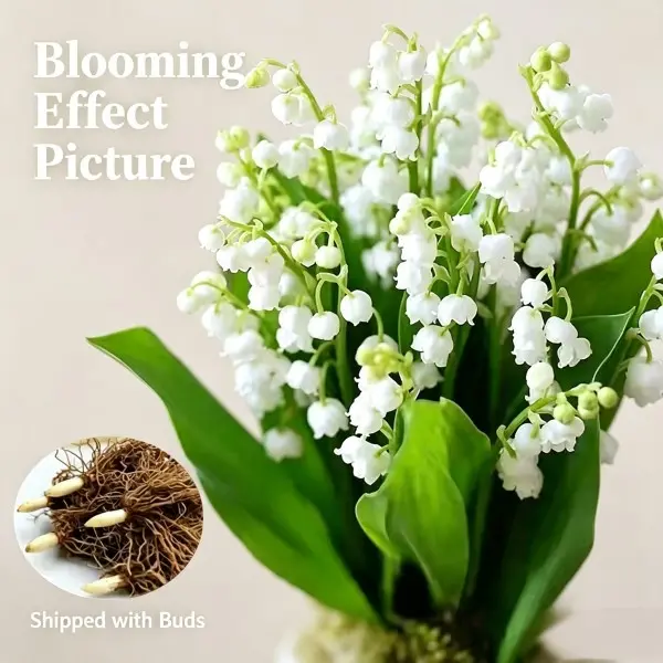 5 Multi-Eye Lily of the Valley Bare Roots – Fragrant White Blooms, Shade Perennial Ground Cover