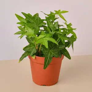 212 MAIN Attractive Live English Ivy Houseplant - Non-Variegated Vining California Green Live Plant, 4 in. Pot, Ideal as Ground Cover Plant, Live Plants