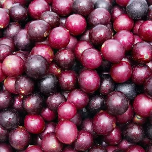 20 Muscadine Grape Seeds for Planting Outdoor Vitis rotundifolia E165, Non-GMO Seeds, Delicious and Nutritious Fruits Survival Gear Food Seeds