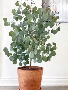 Eucalyptus Seeds Non-GMO Easy to Grow Fragrant Evergreen Plant for Home Garden Balcony & Backyard Perfect for Fresh Air Decoration