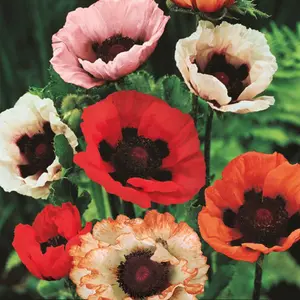 1000+ Giant Hybrids Orientale Poppy seeds