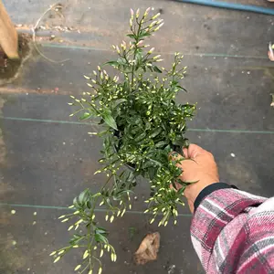 Pink Jasmine 4 in pot plant fragrant