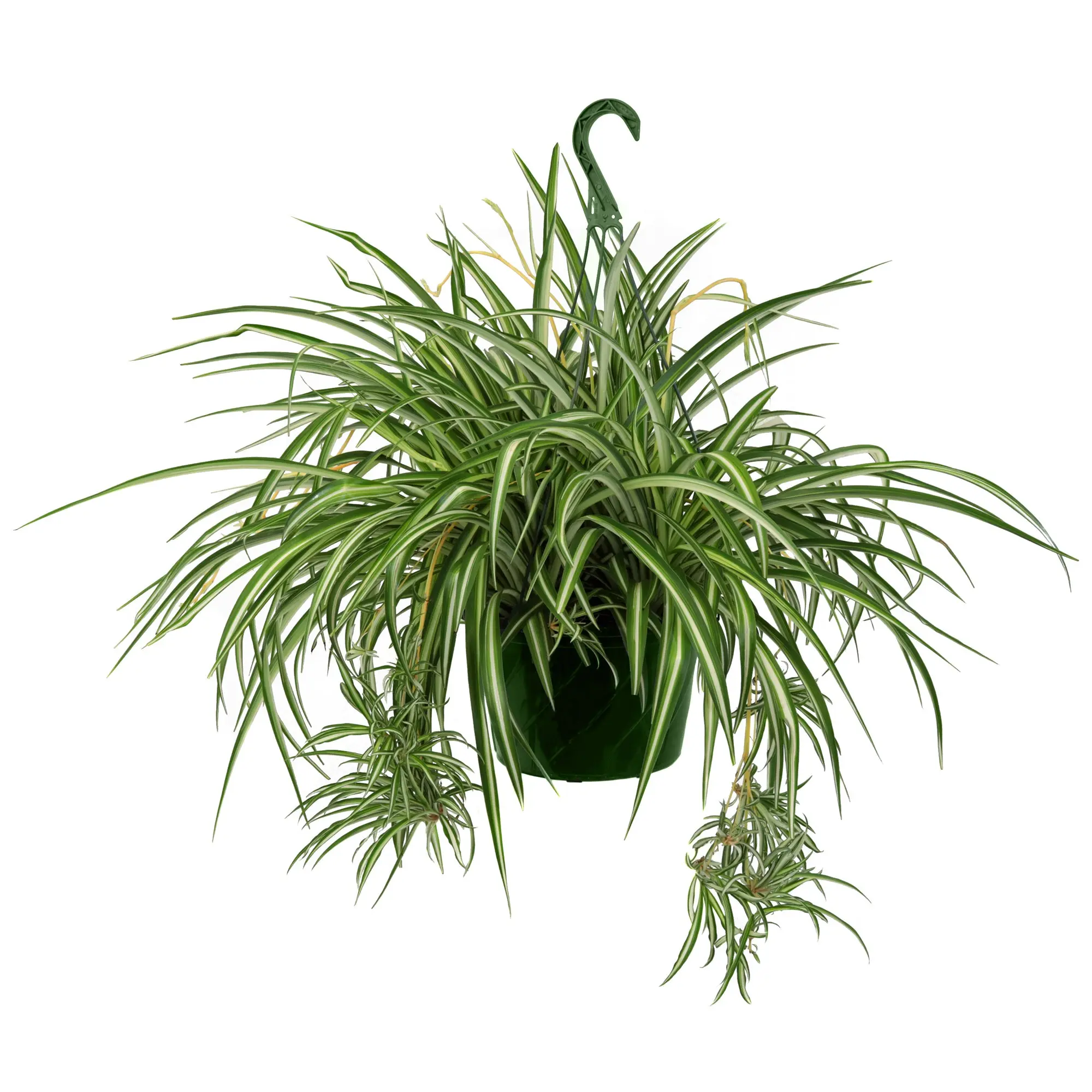 Garden Elements Live Spider Plant Hanging Basket, 10in