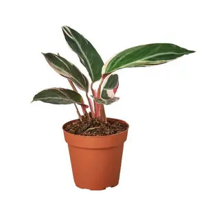 Stromanthe Triostar - 4" Pot