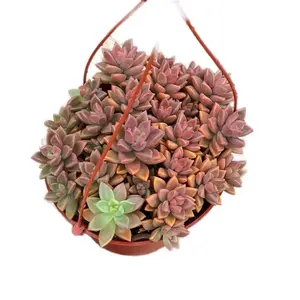 6” Vera Higgins RED Hanging Basket Home Decor Sculpture