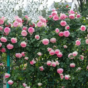 200+ Mixed Climbing Rose Seeds – Outdoor Planting, Ornamental Rosa Vine for Garden Decoration, Long-Blooming Flowers