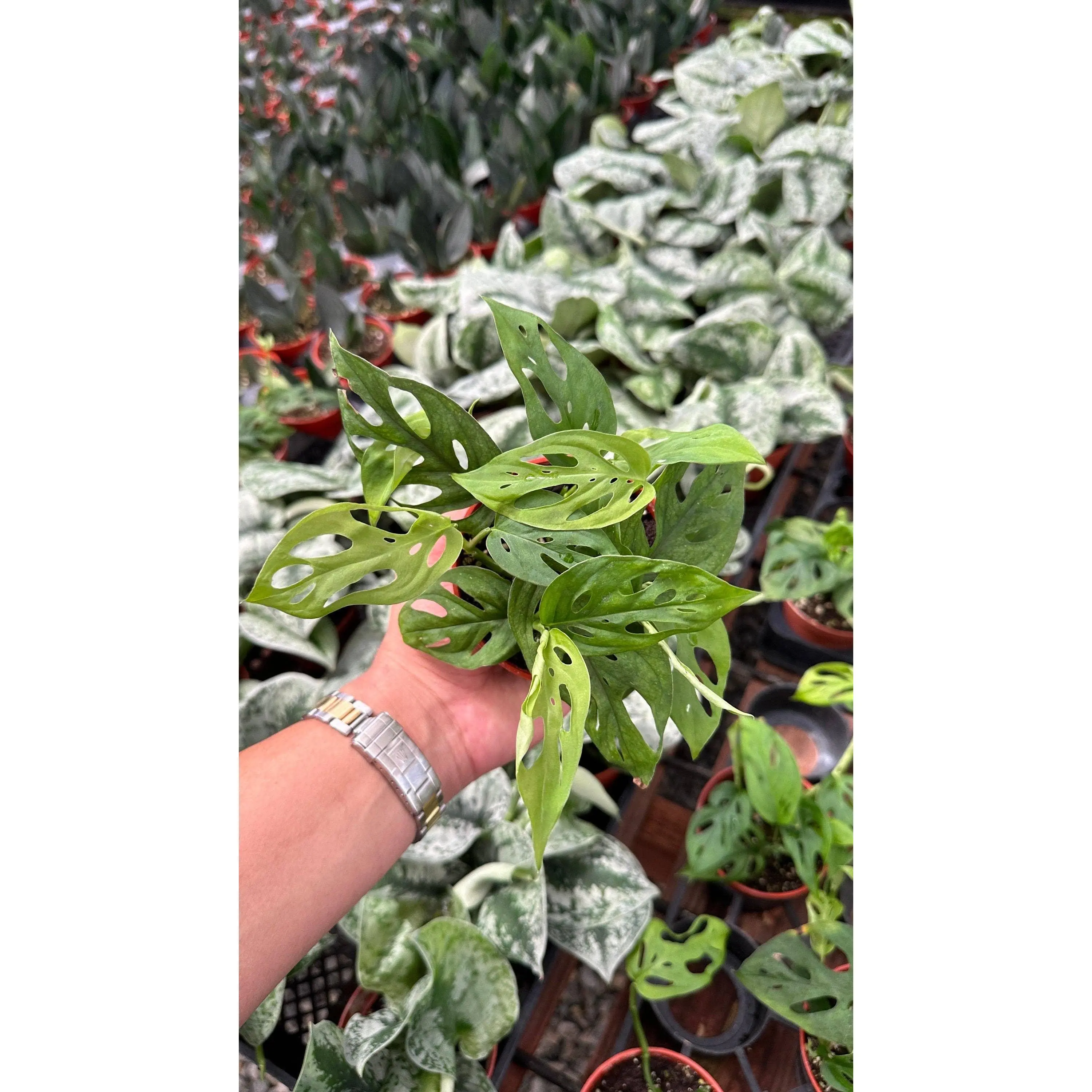 Monstera Esqueleto Live Plant
