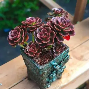 Live Succulent Plant Melaco Real Home Gardan Party Decor 2" Planter Pot