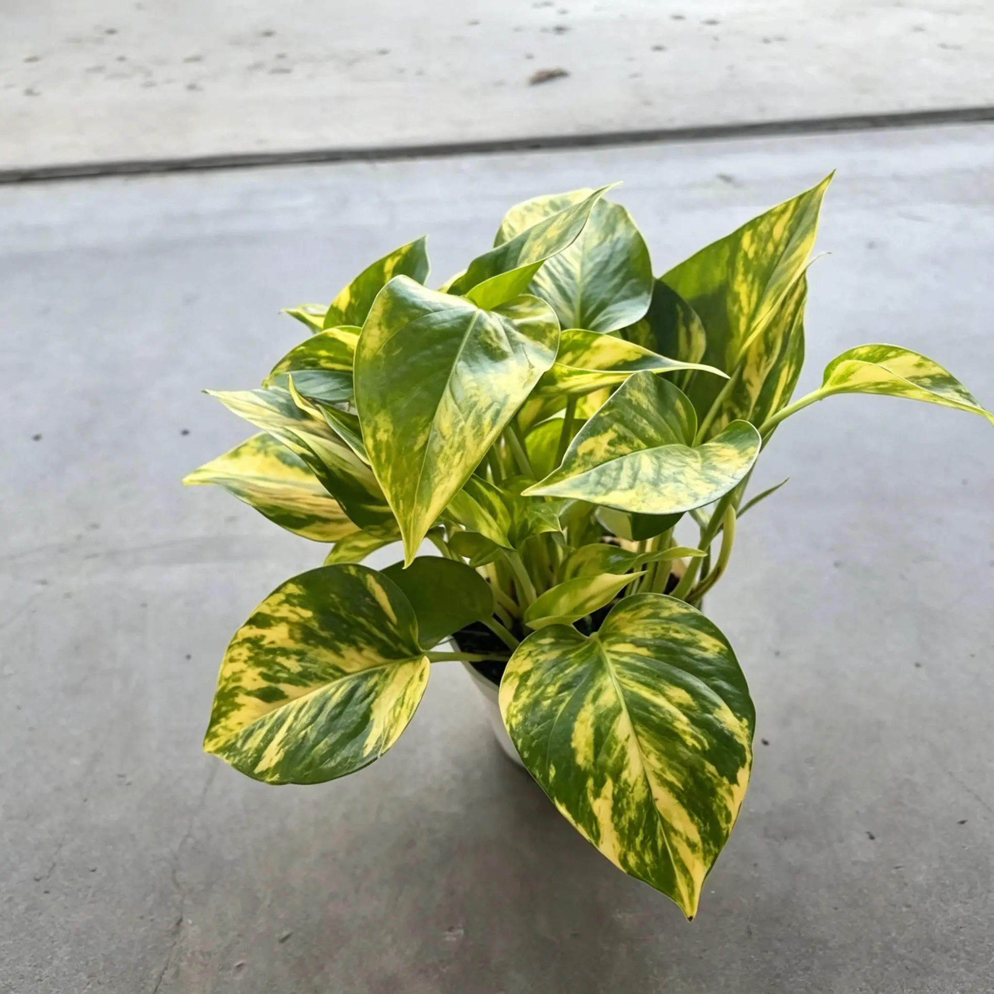 LZ03   4 Inch Golden Pothos Live Indoor Houseplant | Beginner Friendly Home Gardening Plant | Trailing Vine Foliage Plant for Desk, Shelf & Windowsill Decor | Real Living Plant Shipped rare collector garden