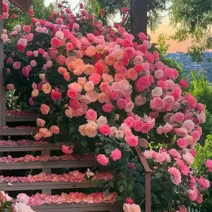 200 Pcs Wall Climbing Rose Seeds Four Seasons Sowing Blooming Rose Climbing Plant Seeds Outdoor Garden Flower Seeds