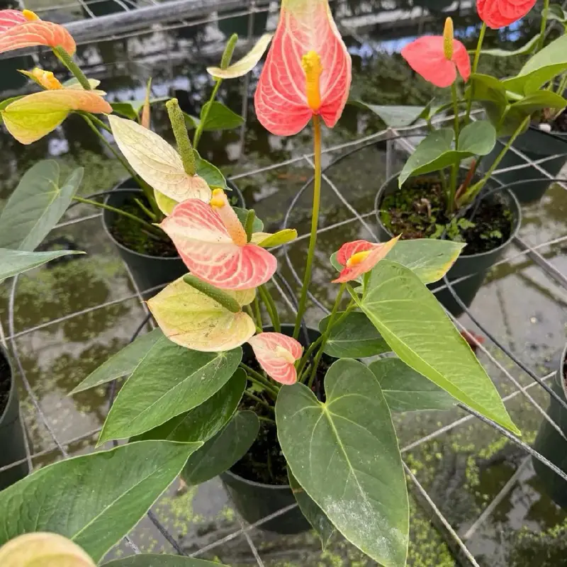 Anthurium Matiz