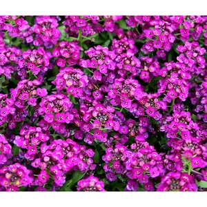 Green River 25 Bright Purple Alyssum Seeds - Perennial Flower Seed Pack, Royal Carpet Texture, Rich Purple Ground Cover, Garden Edging Charm, Full Sun Favorite, Cottage Garden Essential, Easy Outdoor Seeds for Planting Beauty
