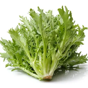 Organic Salad King Endive Seeds (Cichorium endivia 'Salad King') – Frilly Leaves, Mild Flavor