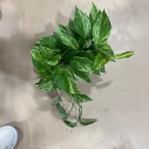 Pothos marble queen